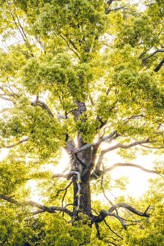 Majestic tree with sunlit green leaves creating a bright serene natural wallpaper background
