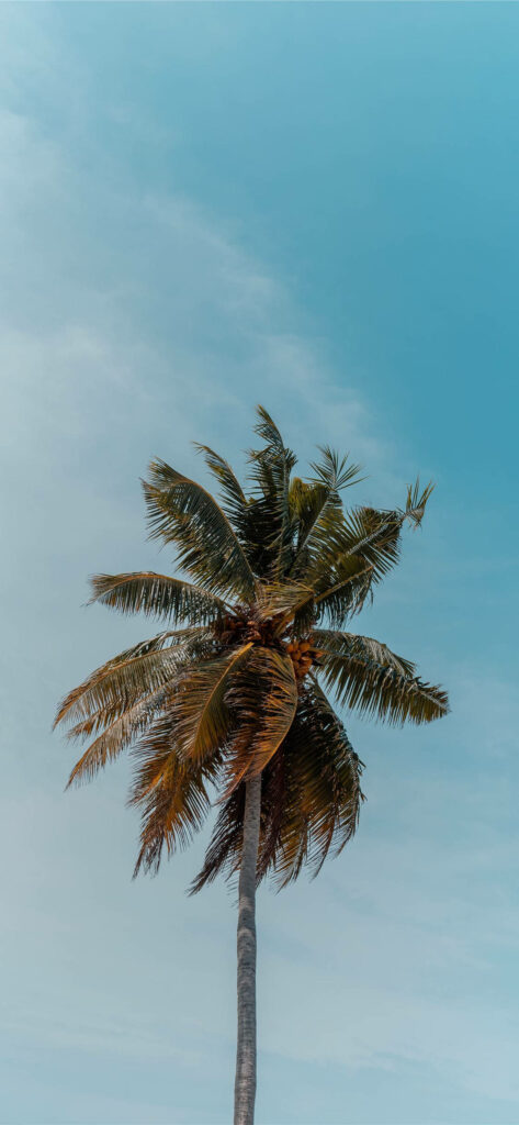 Tall coconut tree with lush green fronds against clear blue sky tropical wallpaper background