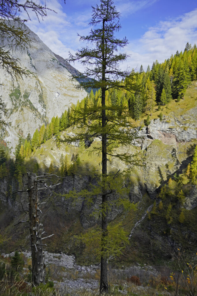 Tall tree with rugged mountains lush green forest and blue sky landscape wallpaper background