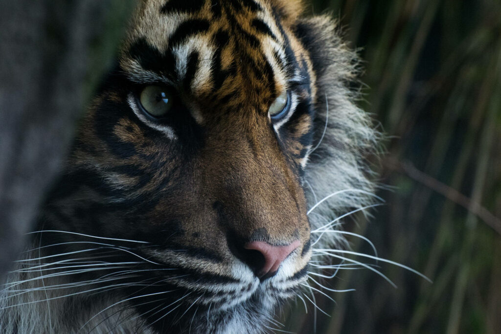 Majestic Tiger Face Close-Up Wallpaper: Fierce Gaze & Patterns