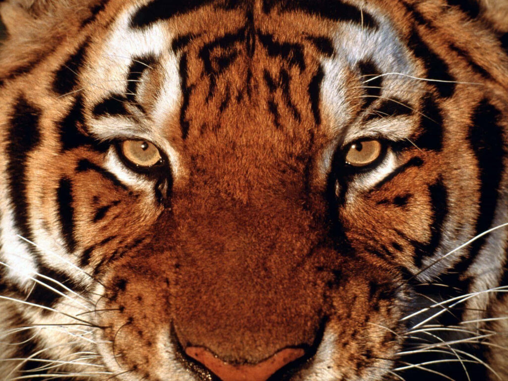 Stunning Tiger Face Wallpaper: Intense Gaze & Majestic Markings