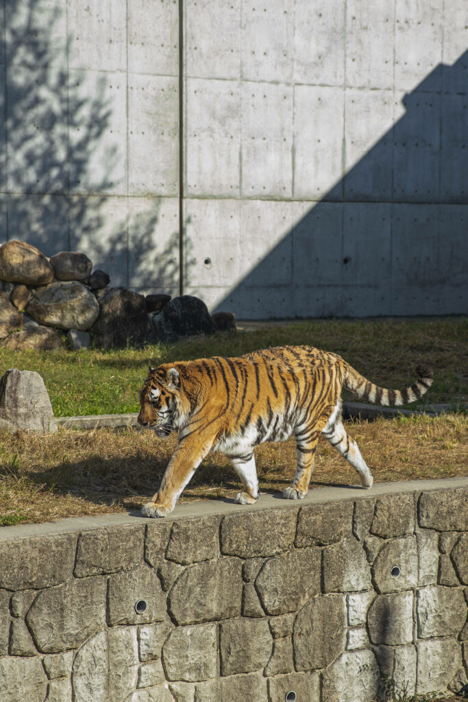 Majestic Tiger in Sunlight - Stunning Zoo Wallpaper Background