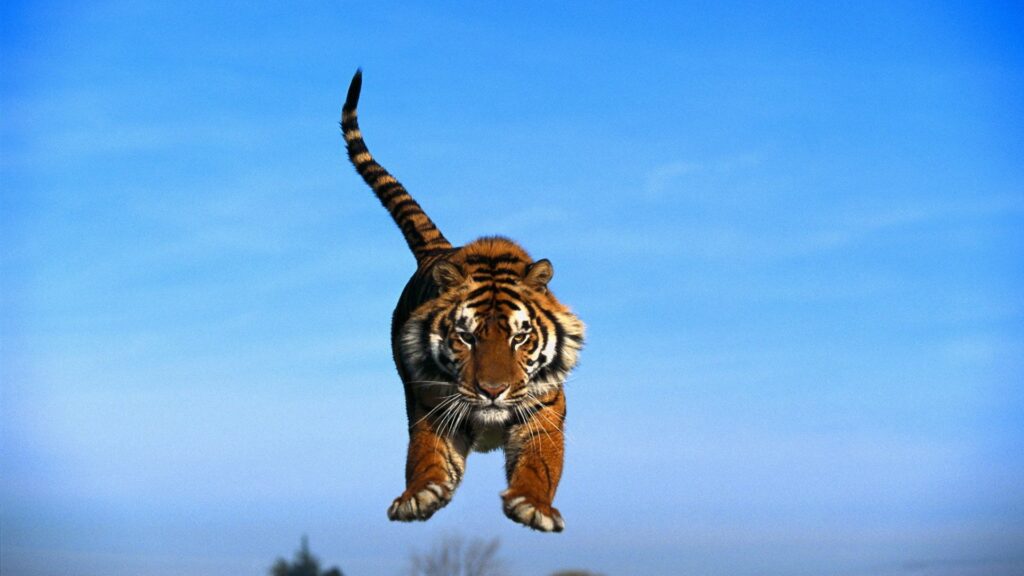 Majestic Tiger Leaps Mid-Air Against Clear Blue Sky Background Wallpaper