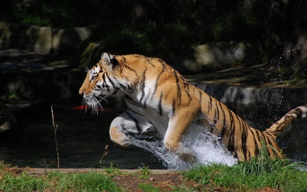 Majestic Tiger Leaps Through Water: A Splash of Wild Energy Wallpaper
