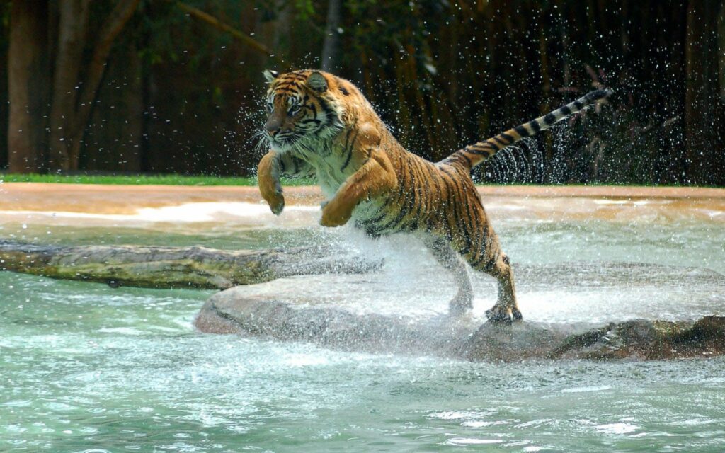 Majestic Tiger Leaps Splendidly Through Water Amidst Lush Backdrop Wallpaper