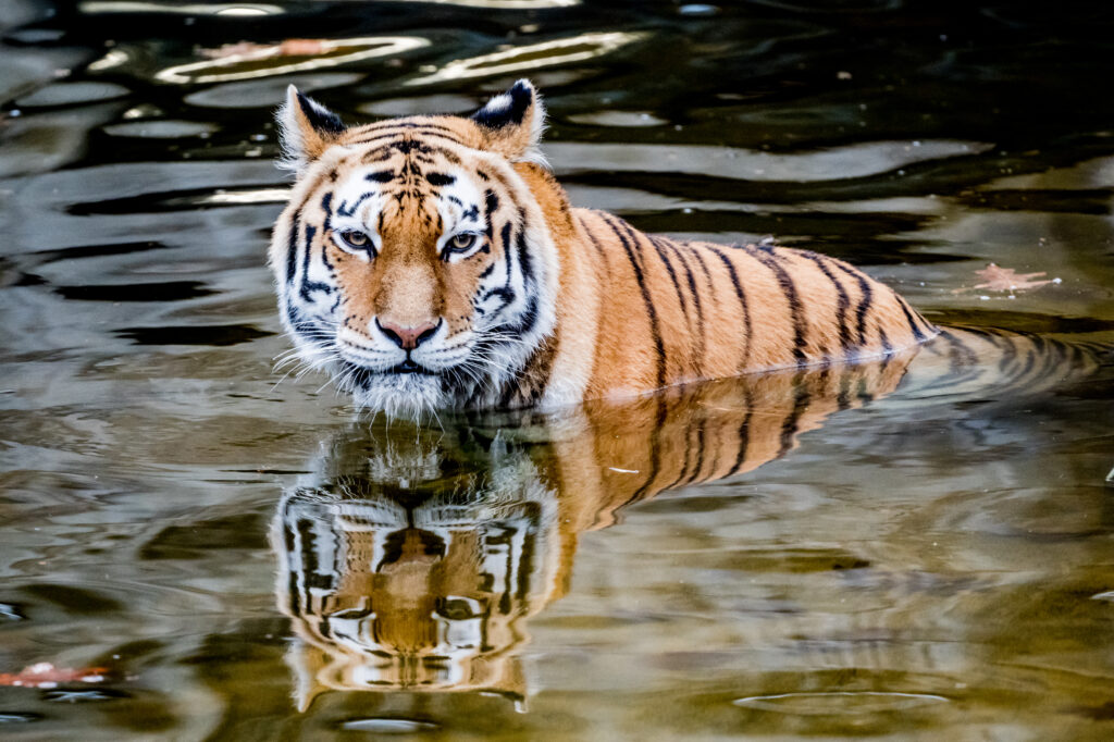 Majestic Tiger Reflected in Water: Strength and Grace Unleashed Wallpaper
