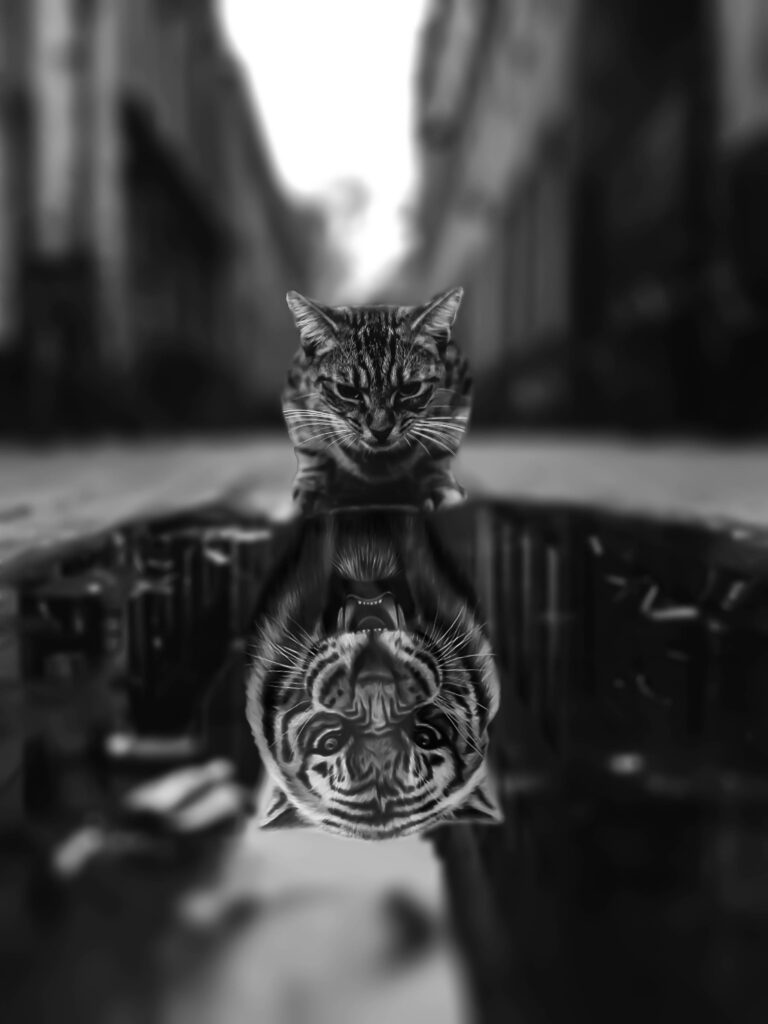 Domestic Cat Wallpaper: Striking Reflection of Hidden Tiger Strength