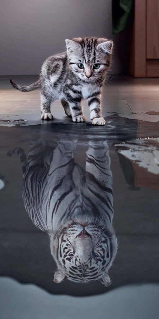 Kitten Reflection: Unleashing Inner Strength in Beautiful Wallpaper