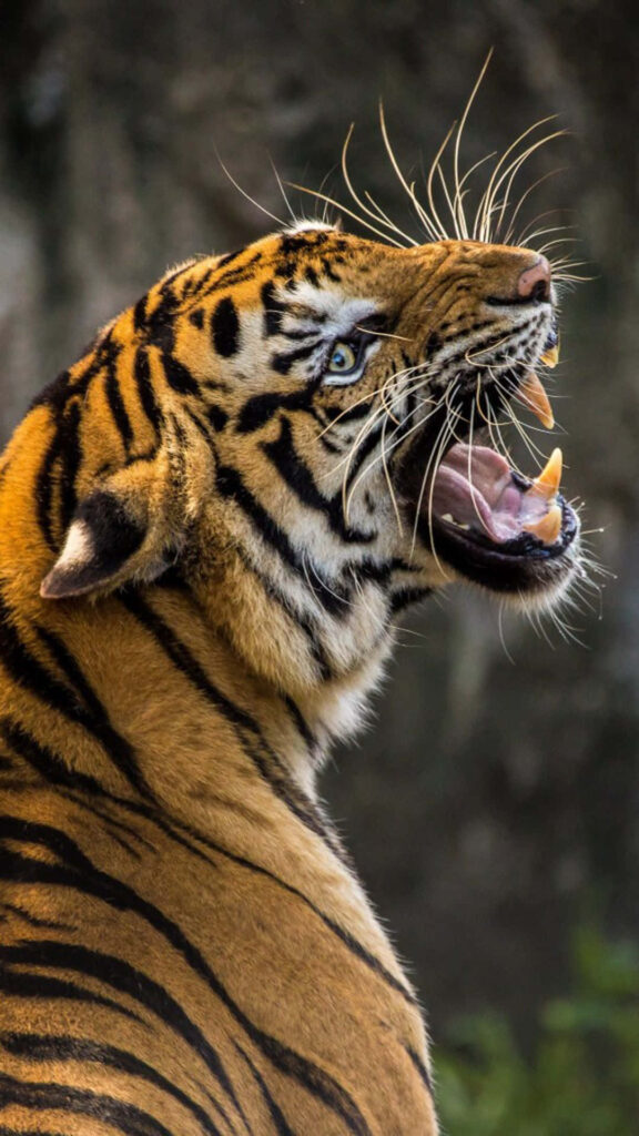 Majestic Roaring Tiger Wallpaper: Bold Wild Energy Background