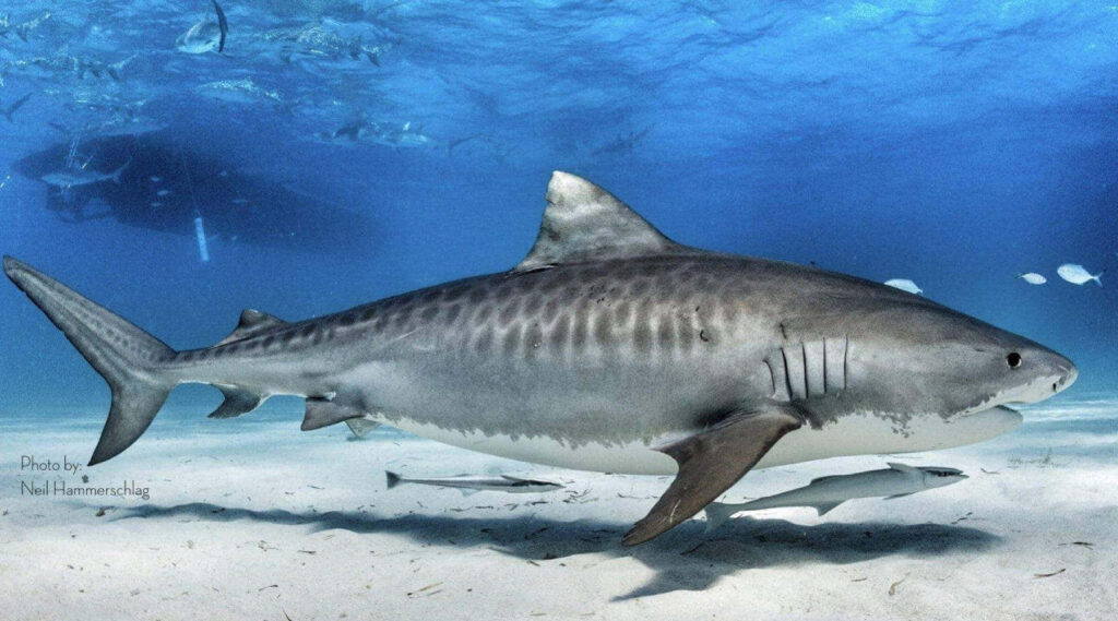 Majestic Tiger Shark Wallpaper: Graceful Ocean Beauty Background
