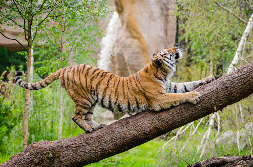 Majestic Tiger Stretching on Tree Trunk - Lush Forest Background Wallpaper