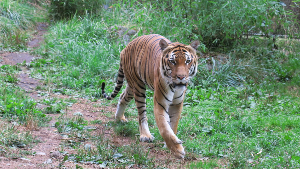 Majestic Tiger in Lush Greenery - Wildlife Wallpaper Background