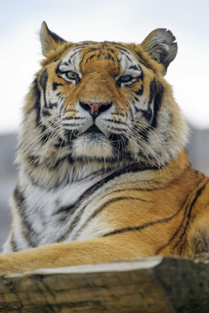 Majestic Tiger Wallpaper: Powerful Gaze & Fluffy Fur in HD