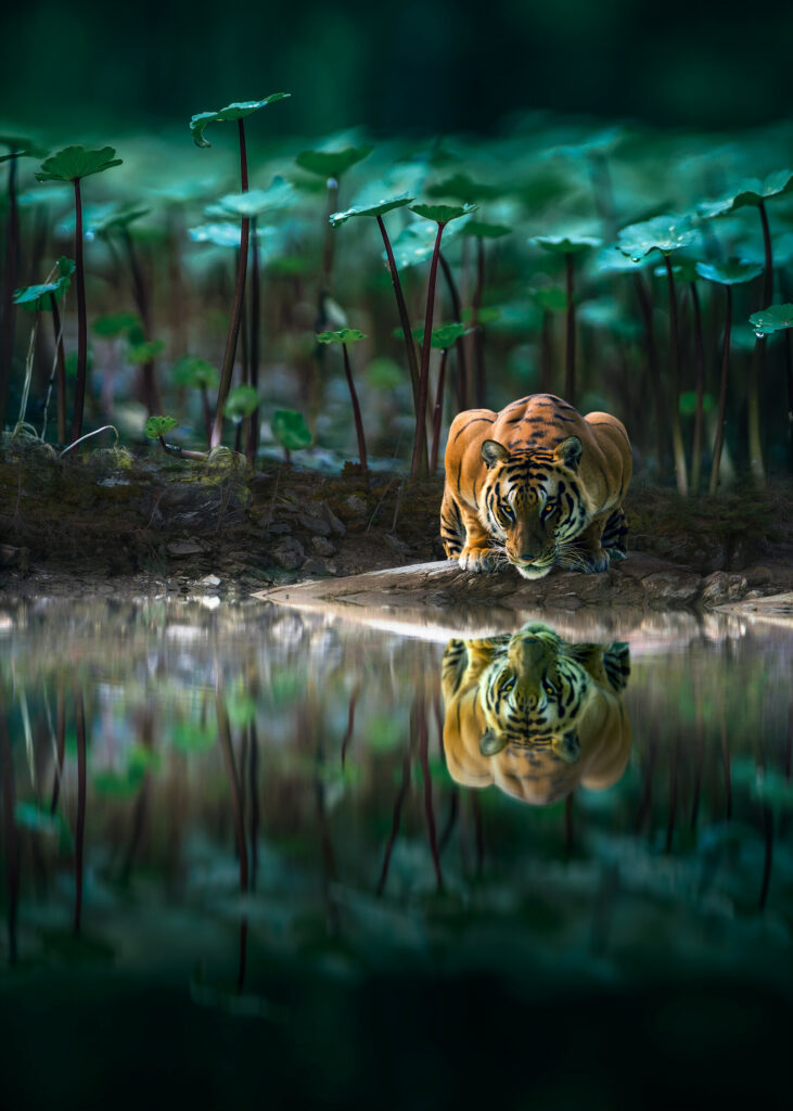 Majestic Tiger by Serene Water: Wild Beauty Wallpaper Background