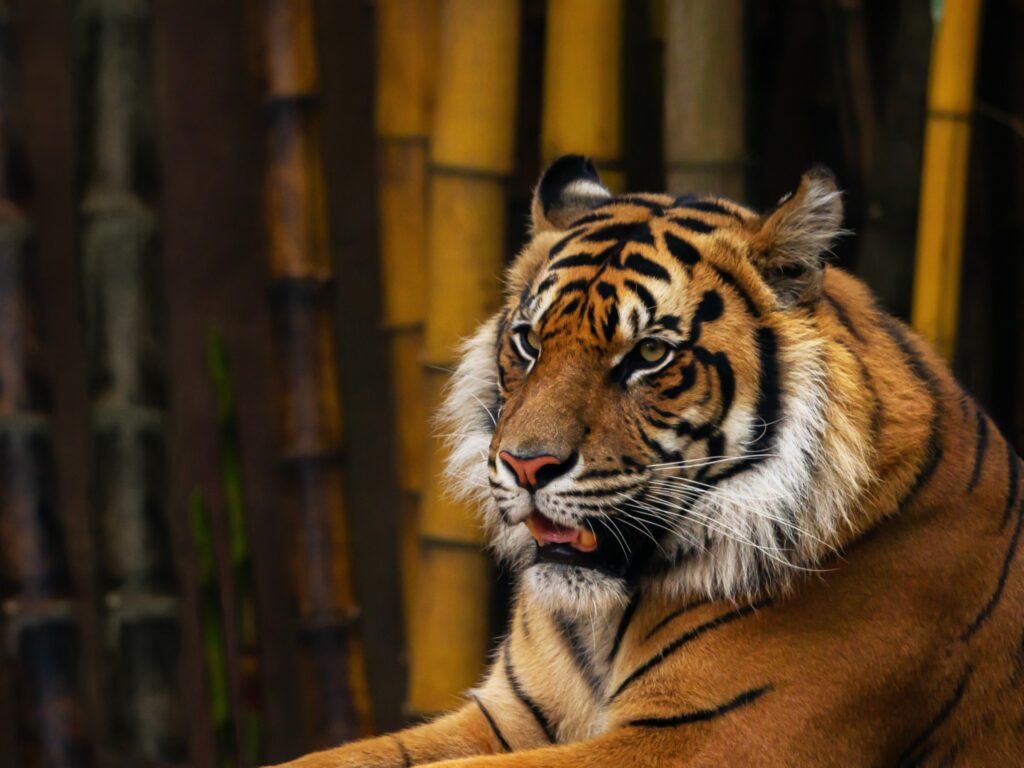 Majestic Tiger Wallpaper: Apex Predator Amidst Bamboo Background