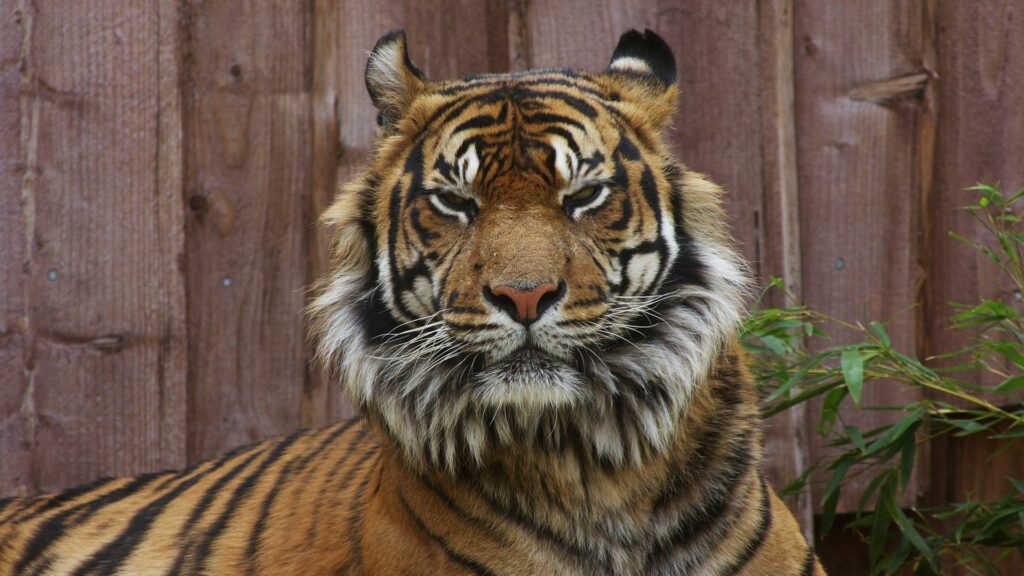 Majestic Tiger Wallpaper: Fierce Expressions & Rustic Background