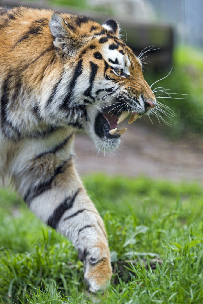 Majestic Tiger Grinning in Lush Green Background Wallpaper