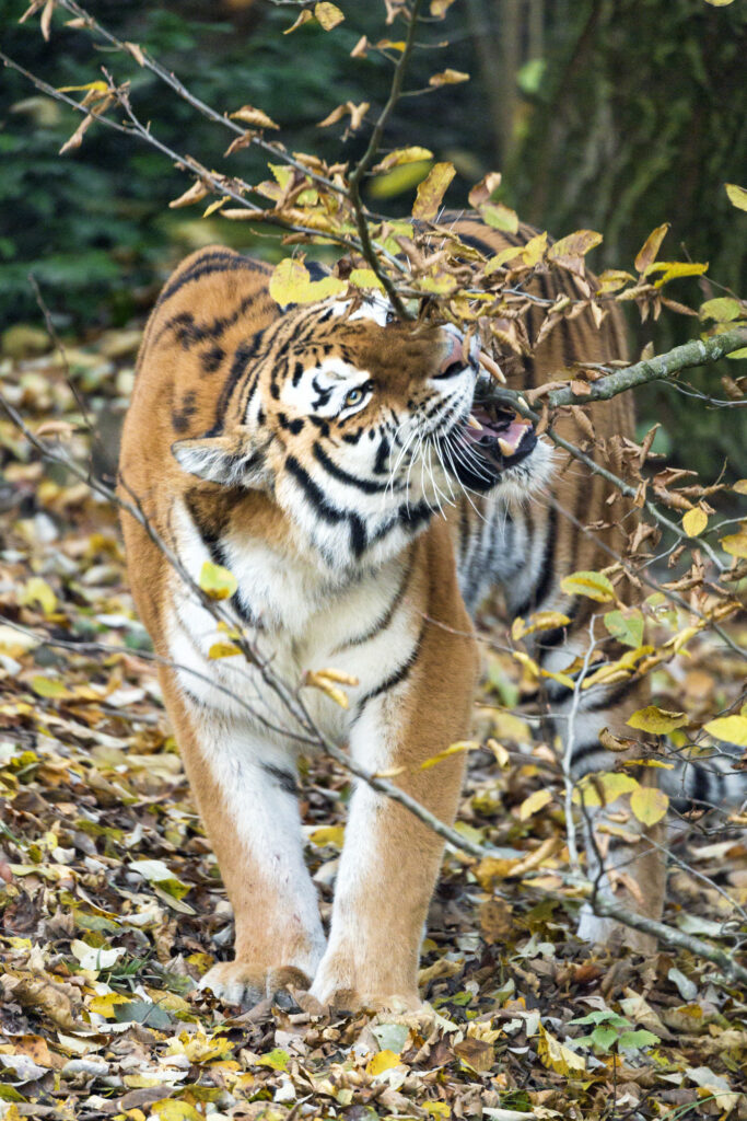 Majestic Tiger Among Autumn Leaves: A Predator's Powerful Presence Wallpaper