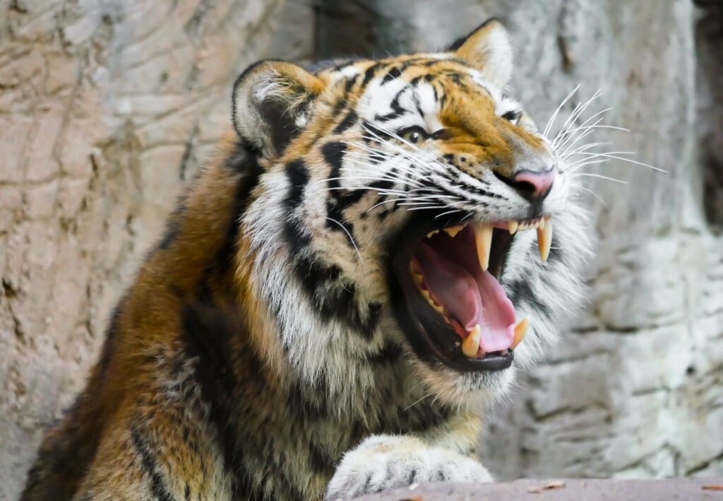 Majestic Tiger Wallpaper: Fierce Predator Close-Up with Rocky Background