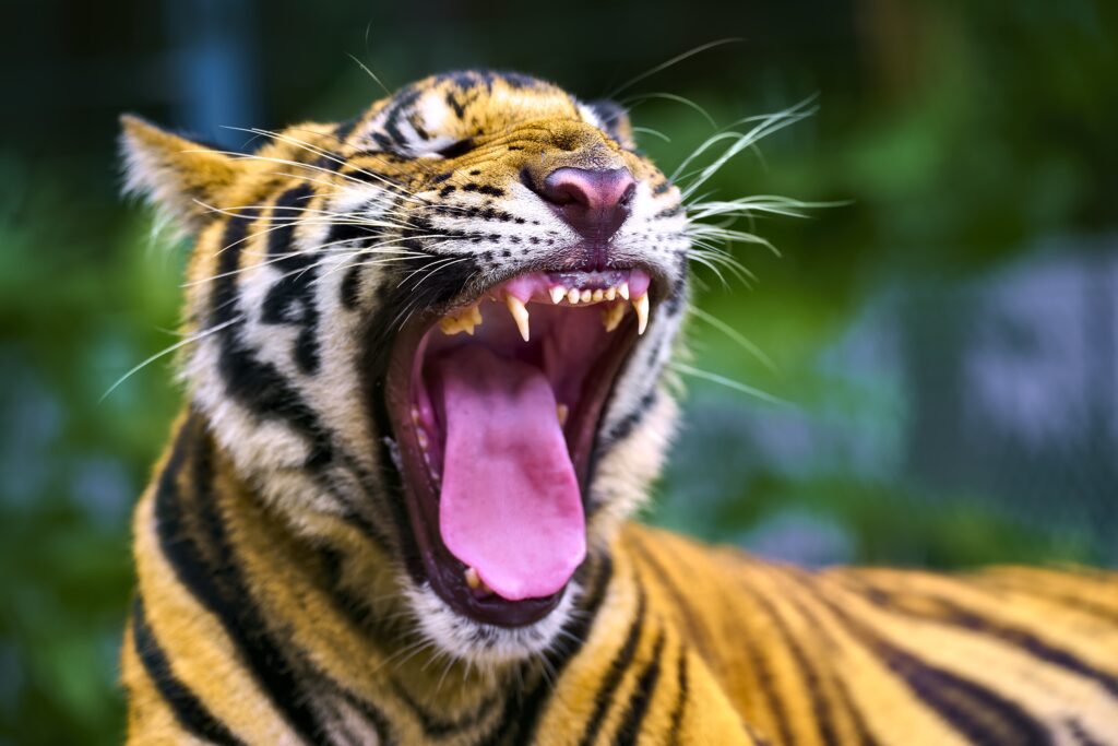 Majestic Tiger Wallpaper: Fierce Predator in Lush Greenery