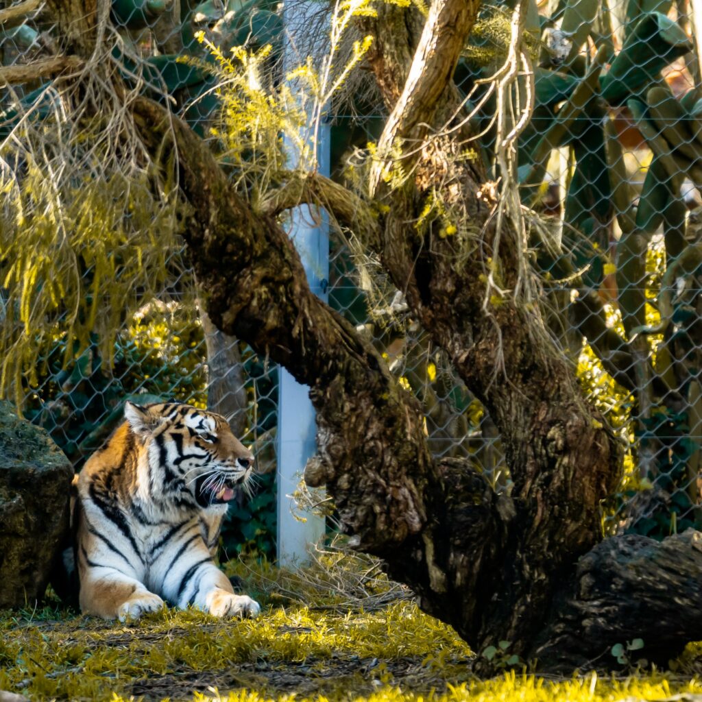 Majestic Tiger Wallpaper: Lush Background of a Fierce Predator