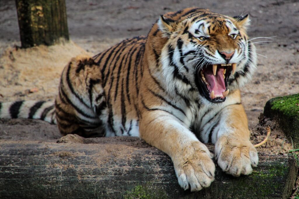 Majestic Tiger Wallpaper: Fierce Predator with Powerful Jaws