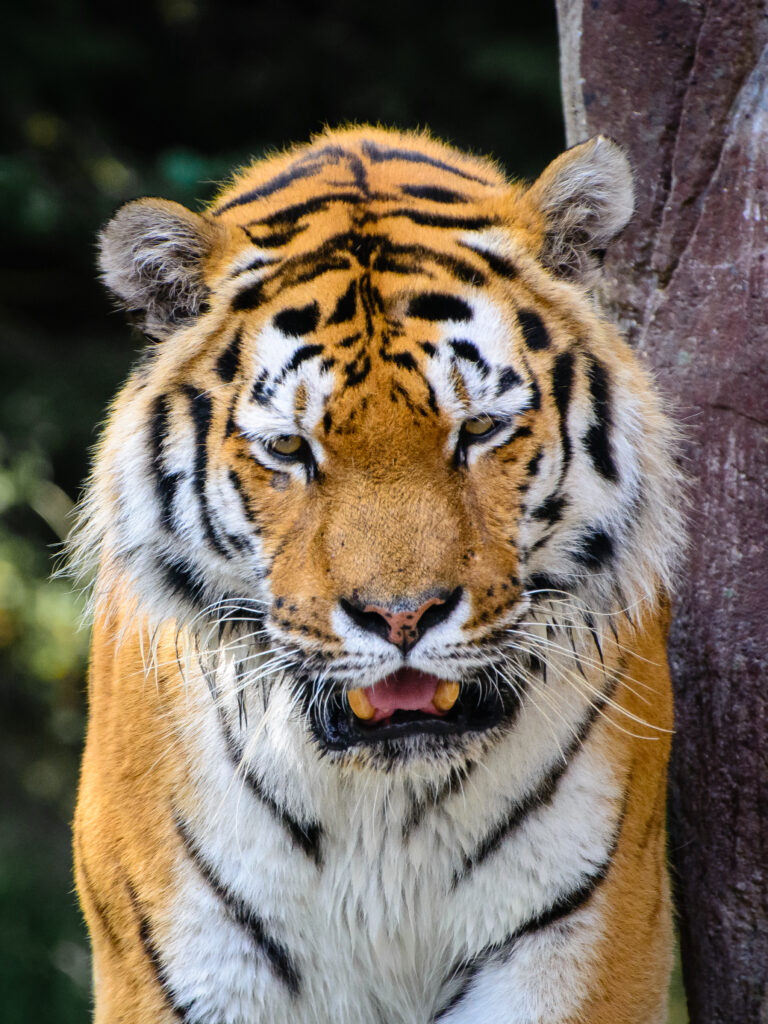 Majestic Tiger Wallpaper: Fierce Fangs & Striking Orange Stripes