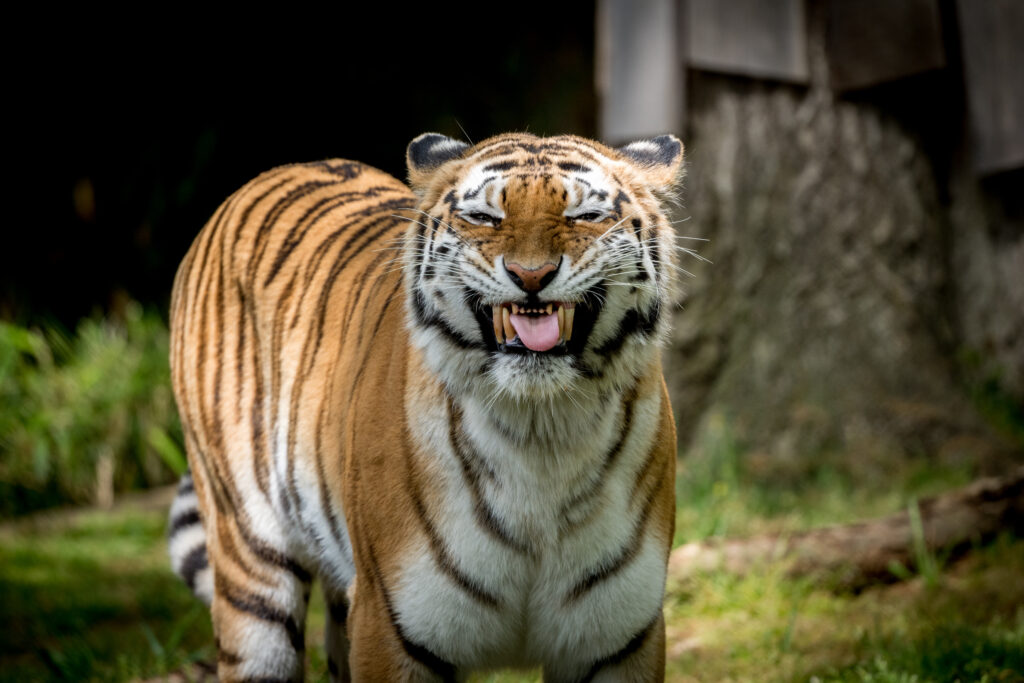 Majestic Tiger Wallpaper: Fierce Grin & Striking Stripes Background