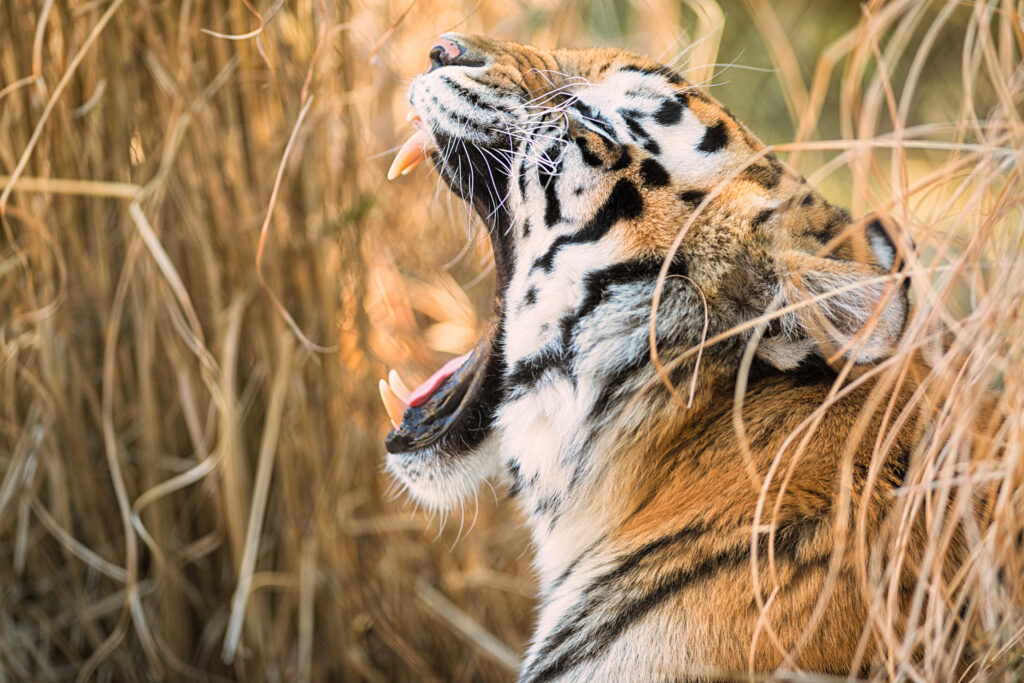 Majestic Tiger Profile Wallpaper: Fierce Gaze & Wild Background