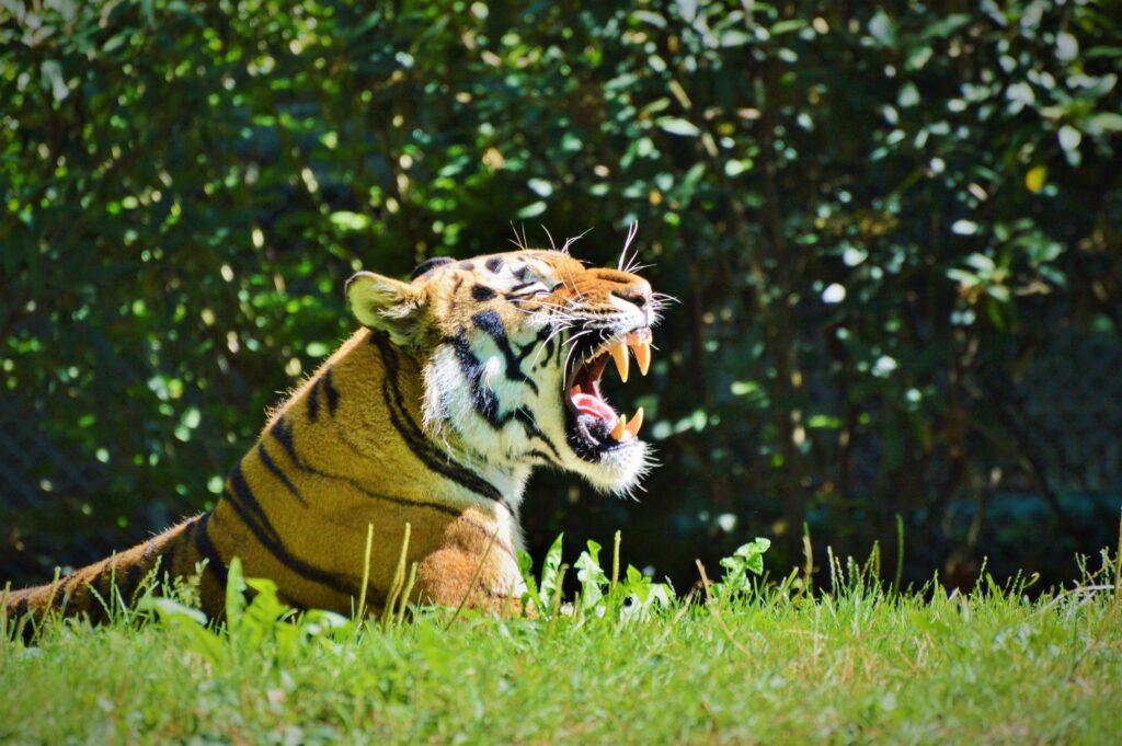 Majestic Tiger Roaring in Lush Green Background Wallpaper