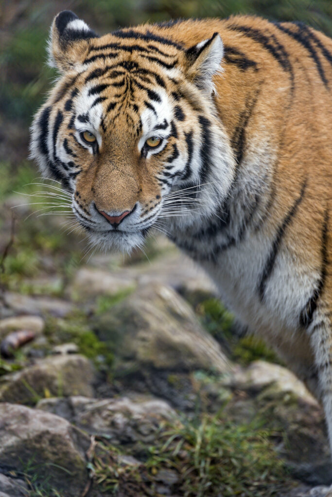 Majestic Tiger Wallpaper: Striking Big Cat in Intense Focus