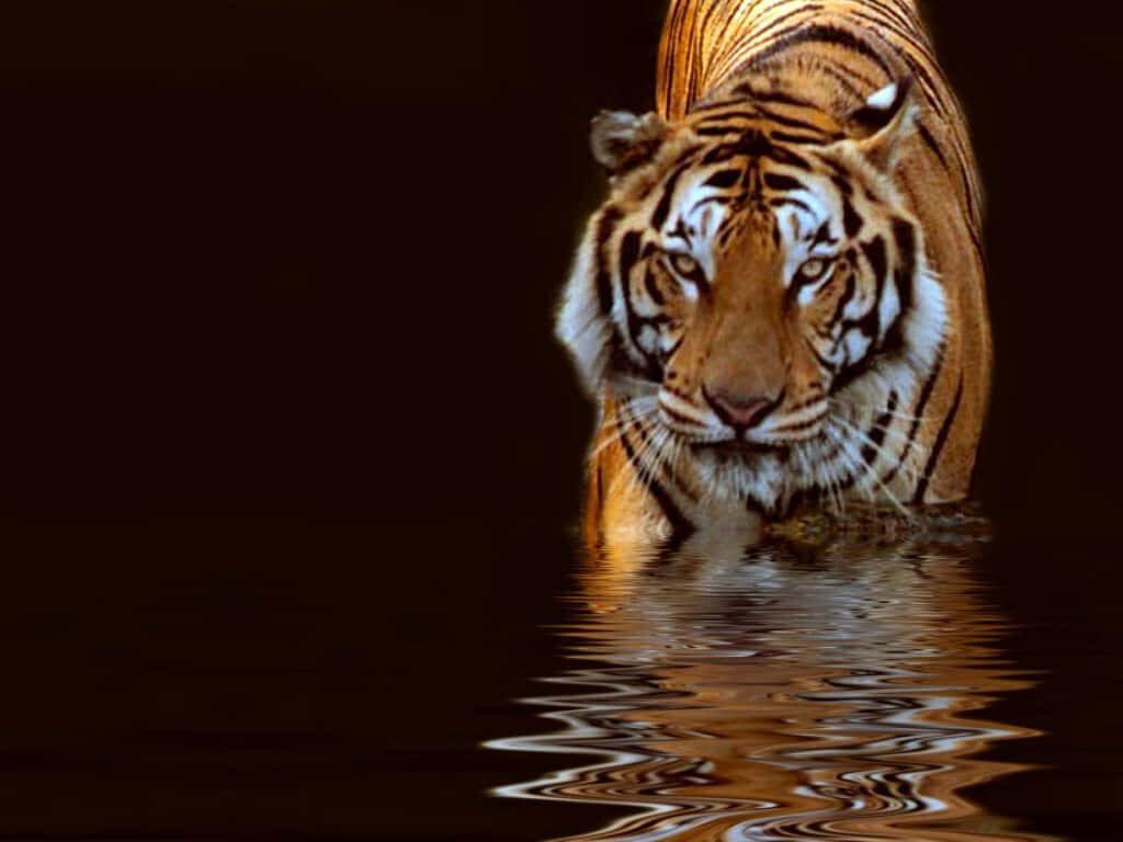Majestic Tiger Wallpaper: Vivid Fur & Reflection in Dark Background