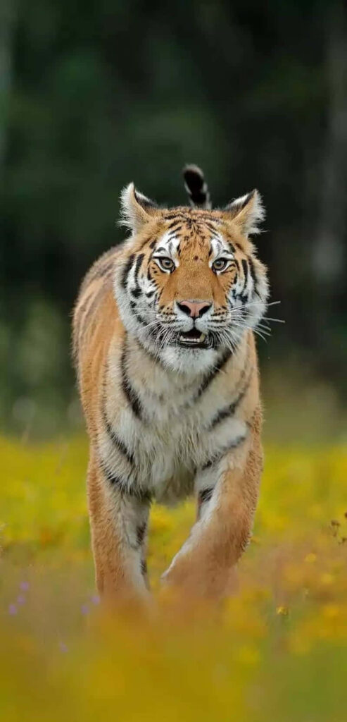 Majestic Tiger Wallpaper: Nature Meets Adventure in Grassy Landscape