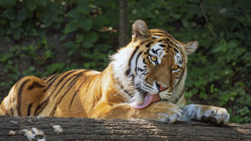 Majestic Tiger Wallpaper: Stunning High-Res Fur Patterns & Green Backdrop