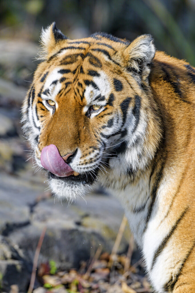 Majestic Tiger Wallpaper: Intense Gaze & Vibrant Fur