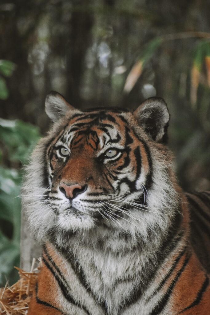 Majestic Tiger Wallpaper 4000x6000 - Striking Wildlife Background