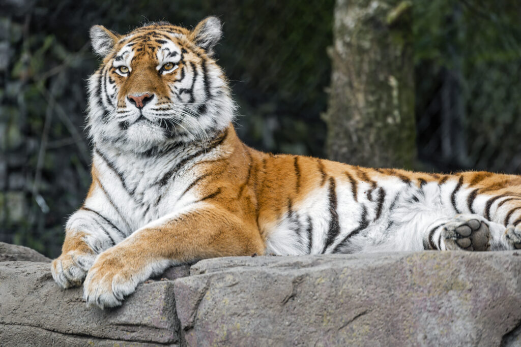 Majestic Tiger Wallpaper: High-Res Big Cat Resting Gracefully