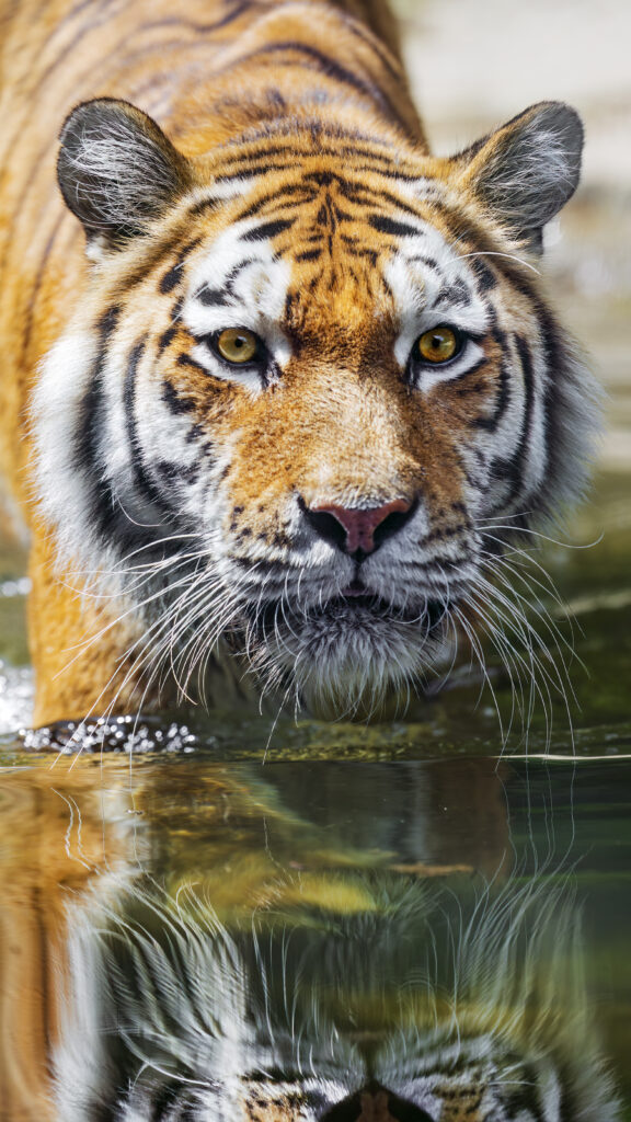 Majestic Tiger Wallpaper: Intense Close-Up Reflection in Water