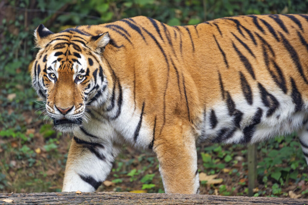 Captivating Tiger Wallpaper: Fierce Beauty in Nature's Background