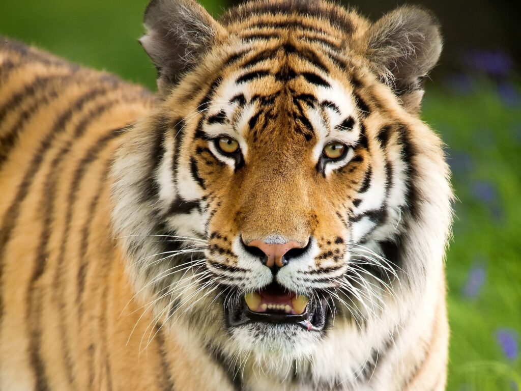 Majestic Tiger Wallpaper: Intense Gaze & Aggressive Posture