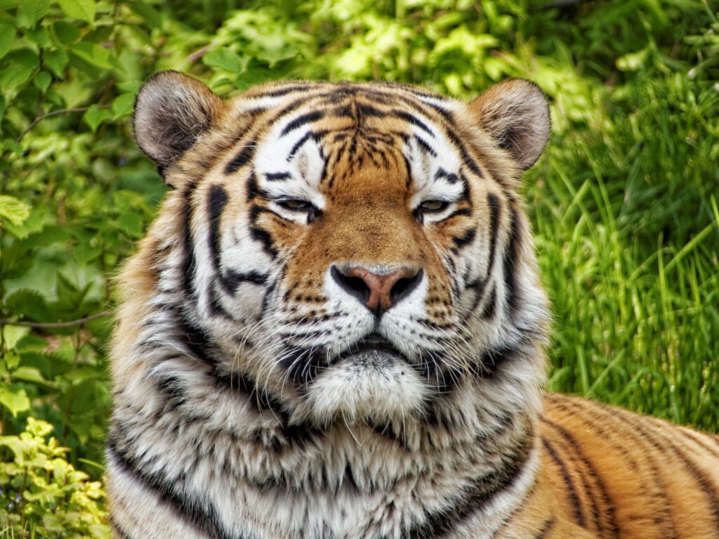 Majestic Tiger Wallpaper: Intense Gaze & Lush Green Background