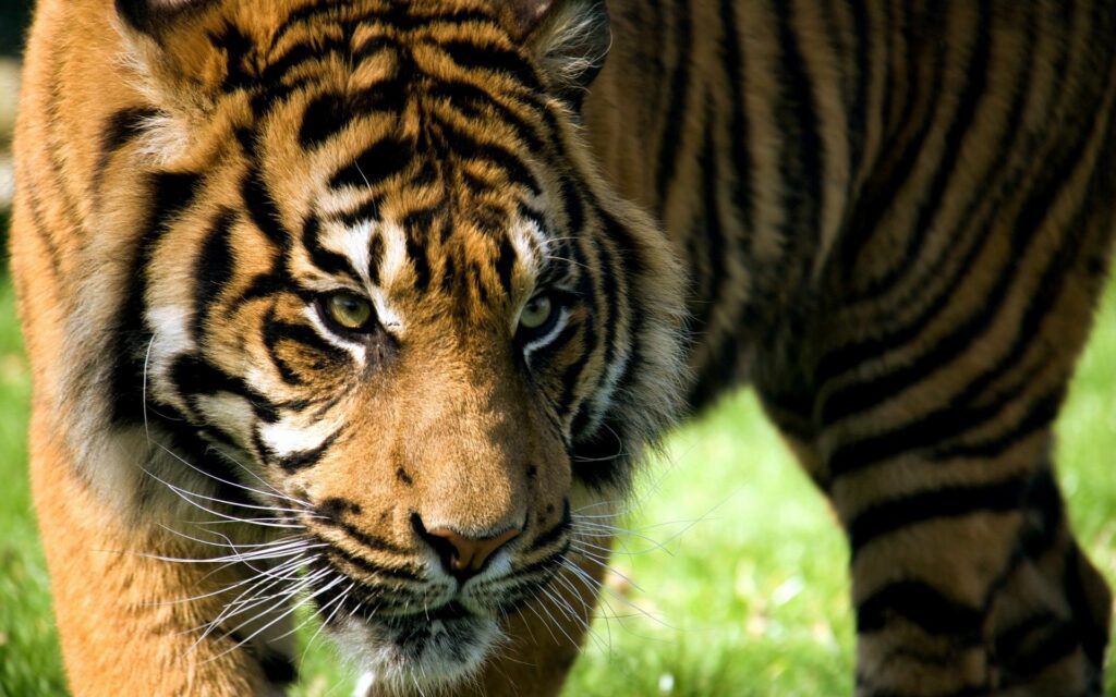 Majestic Tiger Close-Up Wallpaper: Intense Gaze & Powerful Presence