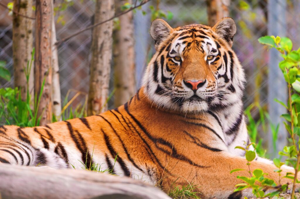 Majestic Tiger Wallpaper: Intense Gaze & Powerful Presence Background