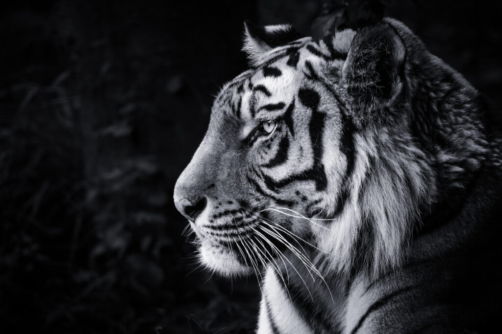 Majestic Tiger Head Wallpaper: Intense Gaze & Striking Stripes