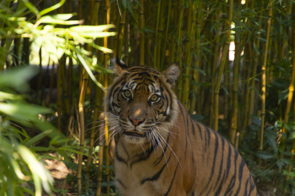 Majestic Tiger Wallpaper in Serene Bamboo Forest Background