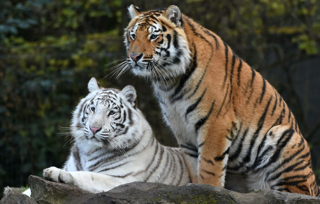 Majestic Tigers iPhone Wallpaper: Orange & Rare White on Lush Green