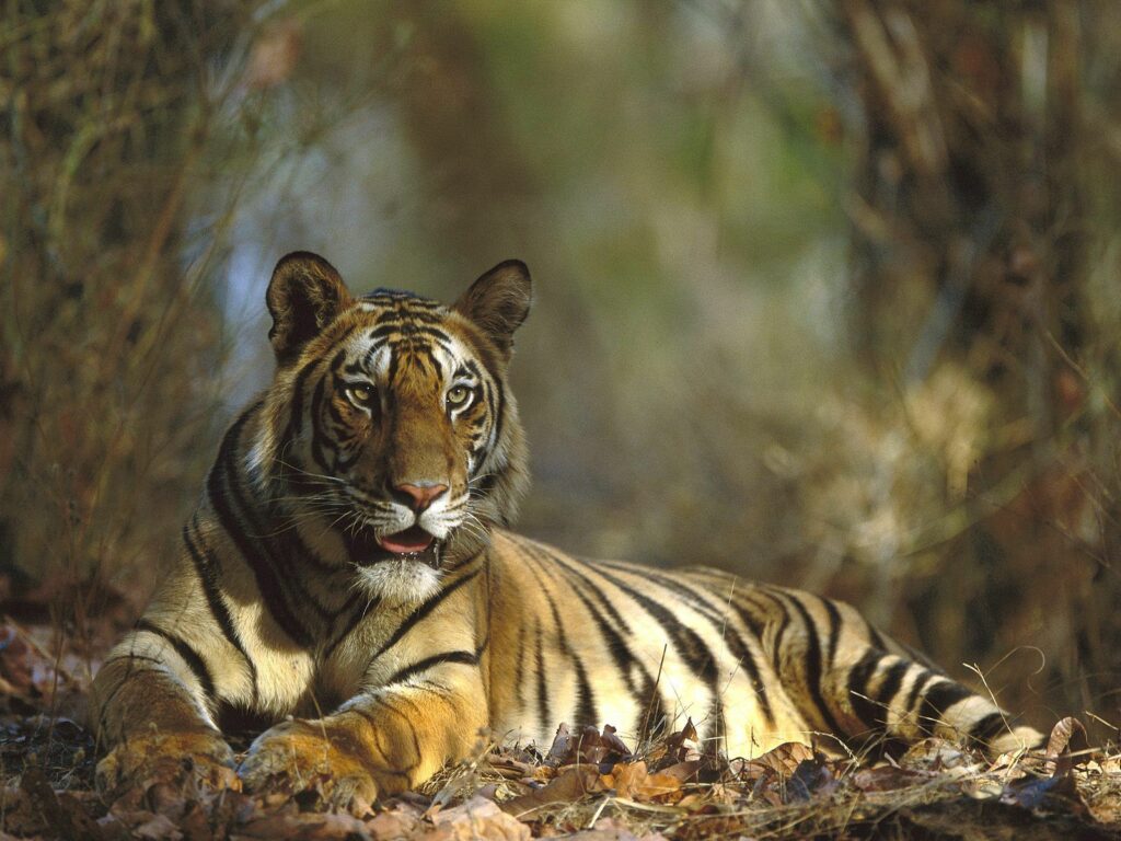 Majestic Tiger on Leaves: Tranquil Forest Wallpaper Background