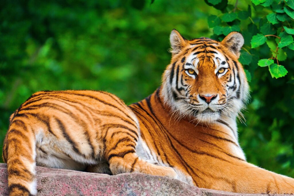 Majestic Tiger Wallpaper: Powerful Big Cat Amidst Lush Green Background