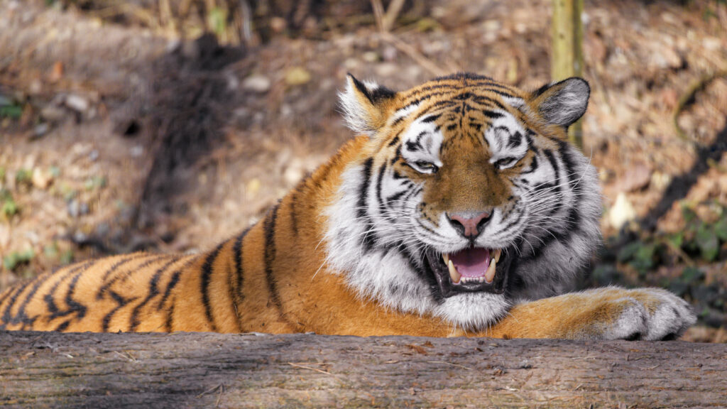 Majestic Tiger Wallpaper: Striking Stripes & Powerful Fangs