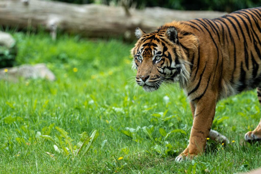Majestic Tiger Prowls Lush Green Landscape: Nature's Powerful Predator Wallpaper